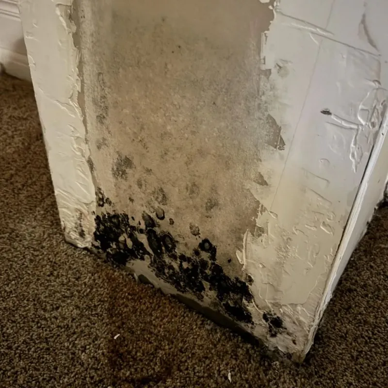 Professional Mold Removal in Fisher County, TX